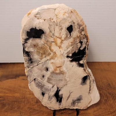 Petrified Wood Slab