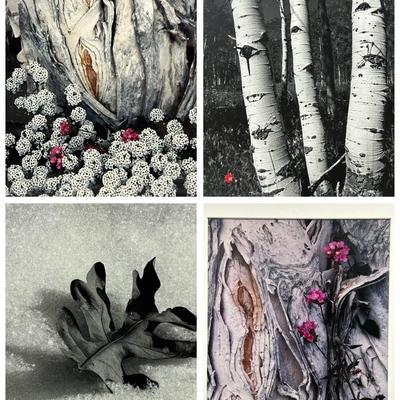 Chuck Bress Photography: Nature Studies (3), Matted 16x20”