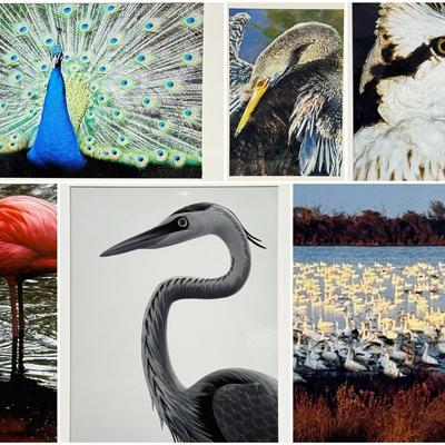 Chuck & Pat Bress Photography: Birds Color & Black & White, 16x20”, 20x24"