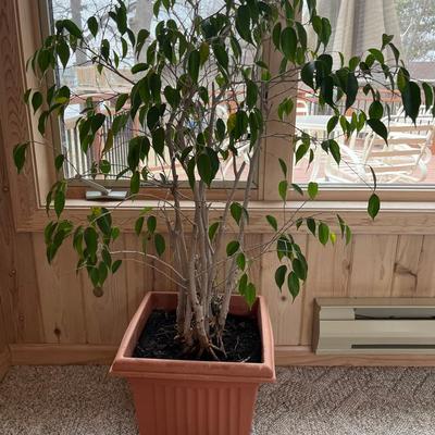 Large Real Ficus Houseplant 