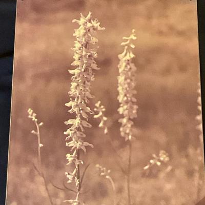 Splendid Lupine Photo