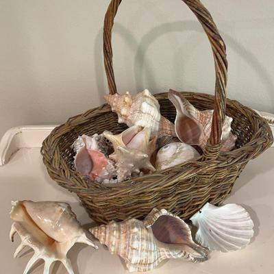 Assorted Seashells 
