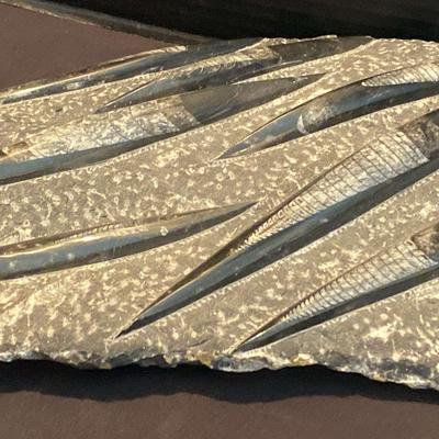Large Orthoceras Fossil Plate