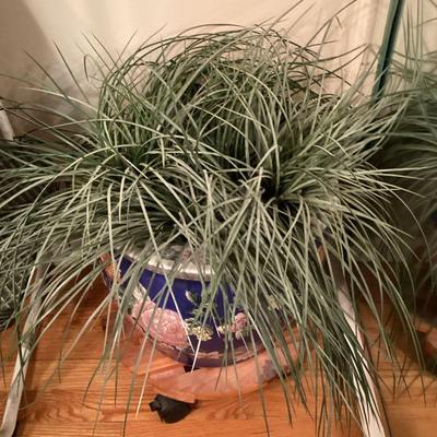 Small green plant on roller stand