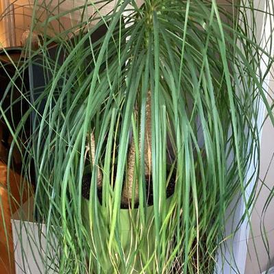 Green plant