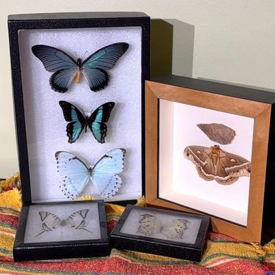 A collection of preserved butterflies