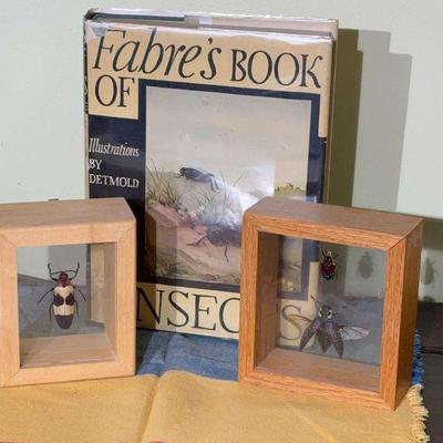 1939 fabre's book of insects" with specimens