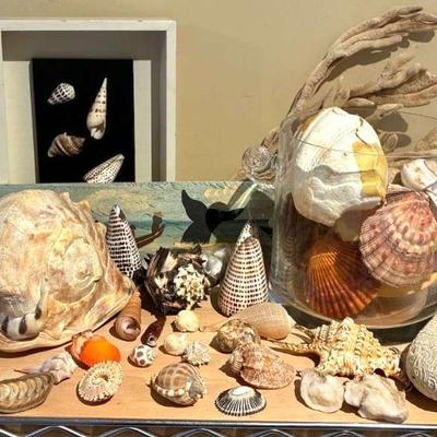 Seashell and coral collection