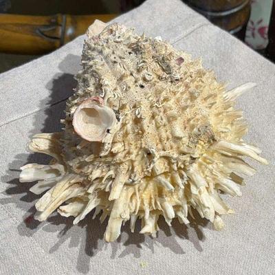 Spiny oyster shell