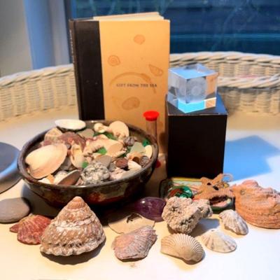 Gifts from the sea” book with shell collection & more