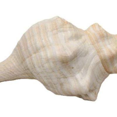 HORSE CONCH SHELL