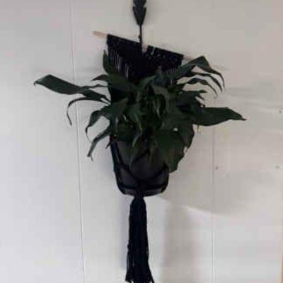 Spathiphyllum In Hanger
