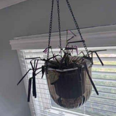 Purple Goepperita Hanging Plant

