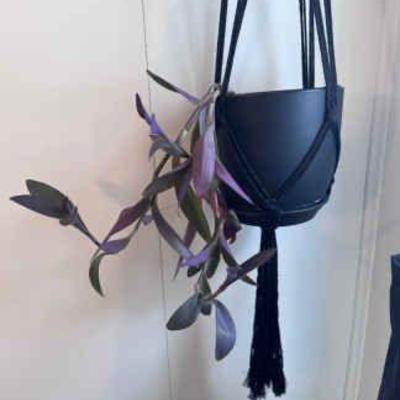 Purple Tradescantia Hanging Plant
