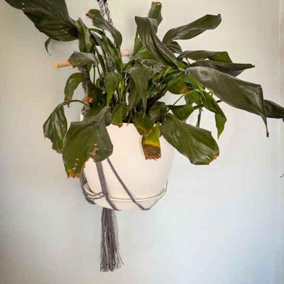 Peace Lily
