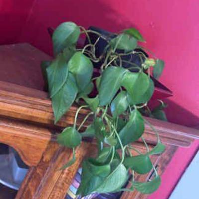 Pothos Plant
