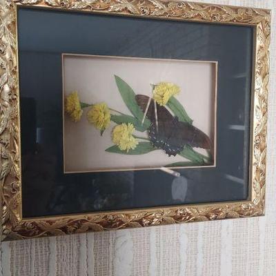 butterfly pictures