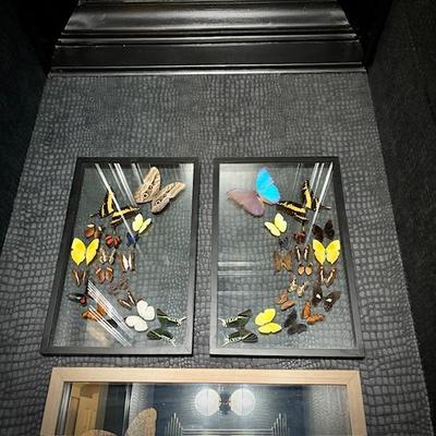 Mounted butterfly art