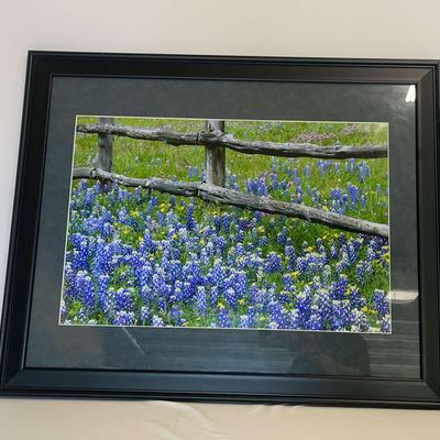 Bluebonnet Print