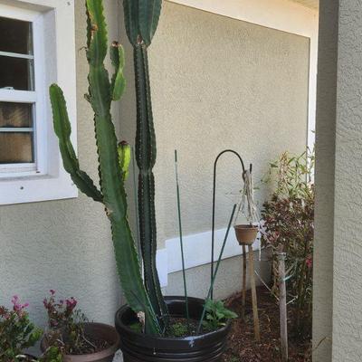 +++THIS ITEM ONLY AVAILABLE NOW AHEAD OF THE ESTATE SALE - 4 PERUVIAN APPLE CACTI IN POTS - Approximately 10' Tall (SOLD AS A LOT $100)