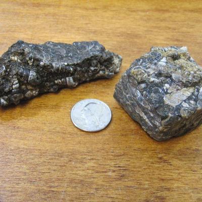 Fossils