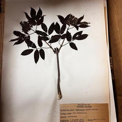 Dried pressed plants with botanical names – 1963