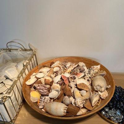 Sea Shells & Sand Dollars
