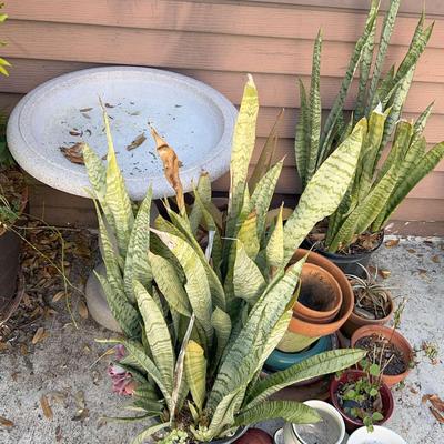 2 Snake Plants,  Aloe Plant, Plastic Birdbath + Terracotta Pots & Decorative Turtle Shell