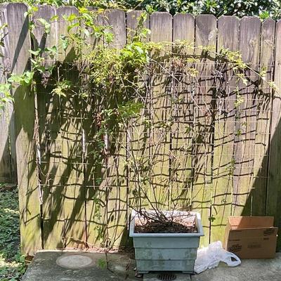 Climbing rose