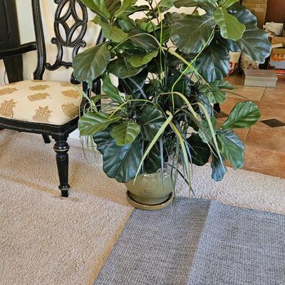 Plant