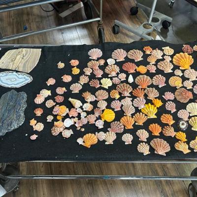 Sale Photo Thumbnail #529