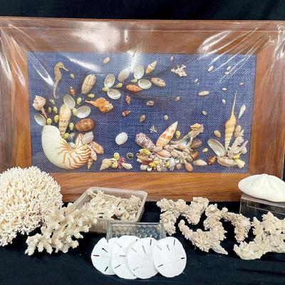 Coral, Sand Dollars And Framed Shells Art Piece