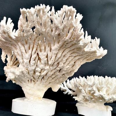 Two Pieces Of Natural Coral & Venus Comb Murex Shell 