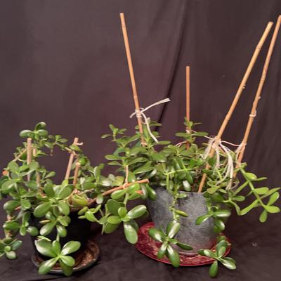 Jade Plants