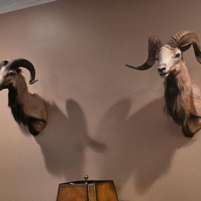 Exotic sheep mounts