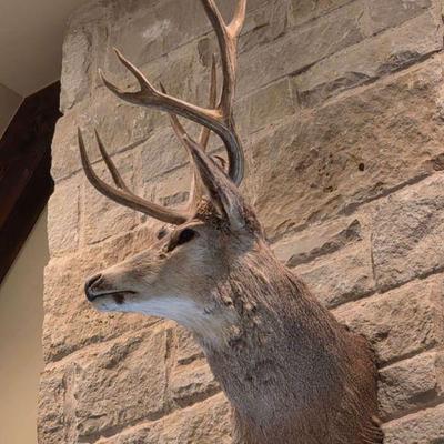 Mule Deer Buck mount. 