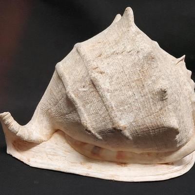 MASSIVE CONCH SHELL