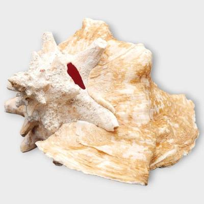 Large Natural Conch Shell 
