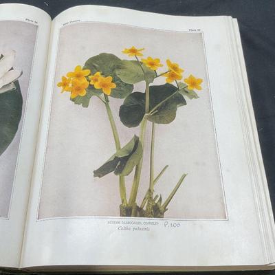 1935 Wild Flowers, Homer D House, Illustr
