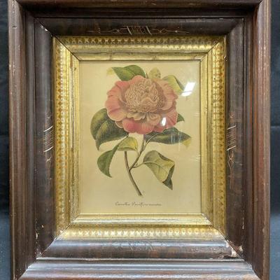 Framed Camelia Flower Botanical Lithograph
