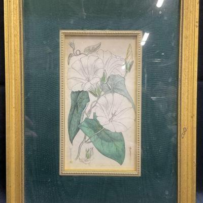 Antique Framed J Sowerby Botanical Engraving
