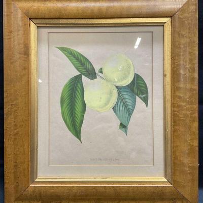 Antique Framed Brugnon Blanc Botanical Litho
