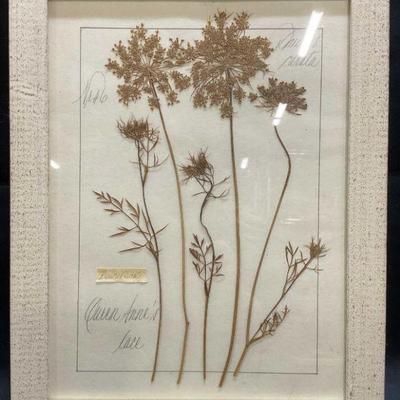 Framed Kristina Fine Pressed Flower Specimen
