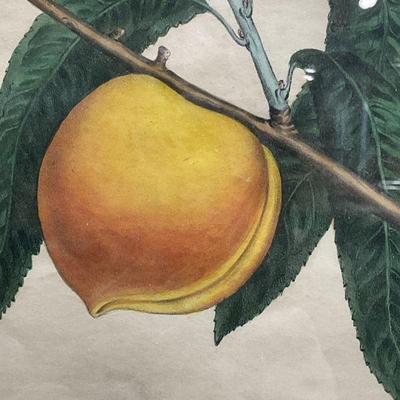 Framed Hoffy Peach Clingstone Botanical Lithograph
