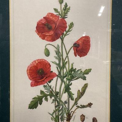 Framed Poppy Flower Botanical Lithograph
