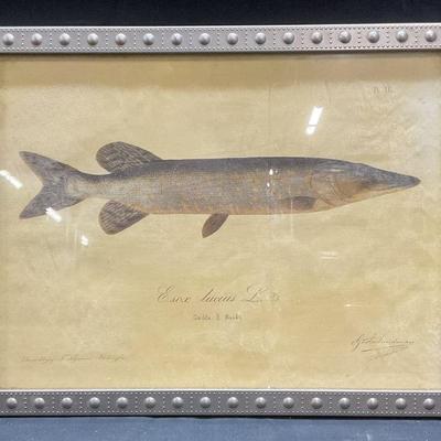 After Gosta Sundman Northern Pike Lithograph
