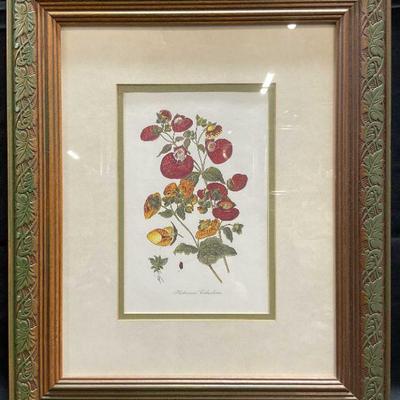 Framed Herbaceous Calceolaria Flower Lithograph
