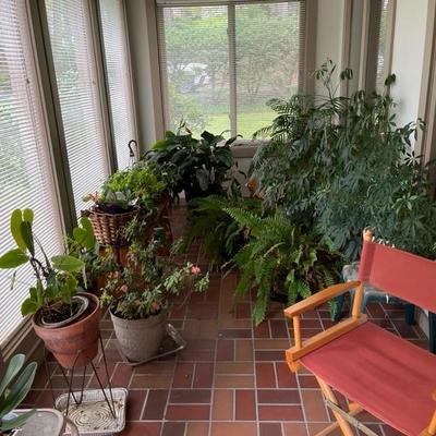 Live Plant