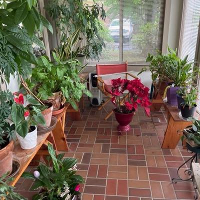 Live Plants