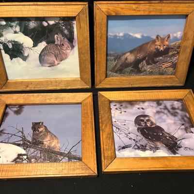 In the Wild #2